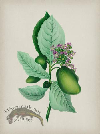 Andean Botanicals 004